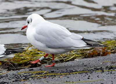 Black-headed Gull (Chroicocephalus ridibundus) [Dragør, Denmark]