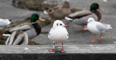 Black-headed Gull (Chroicocephalus ridibundus) [Dragør, Denmark]