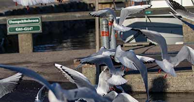 Black-headed Gull (Chroicocephalus ridibundus) [Dragør, Denmark]