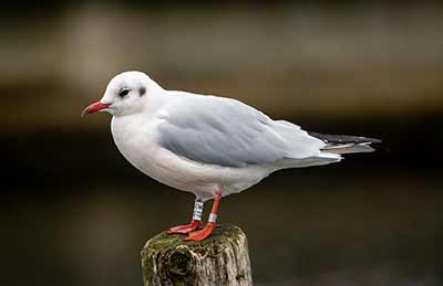 Black-headed Gull (Chroicocephalus ridibundus) [Dragør, Denmark]