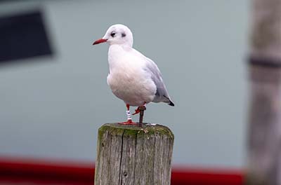 Black-headed Gull (Chroicocephalus ridibundus) [Dragør, Denmark]
