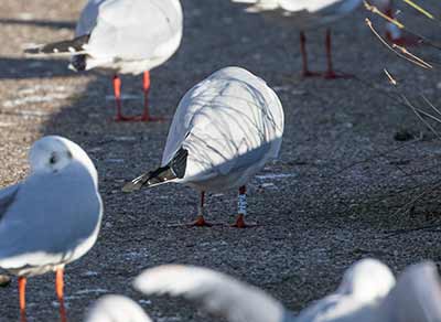 Black-headed Gull (Chroicocephalus ridibundus) [Dragør, Denmark]