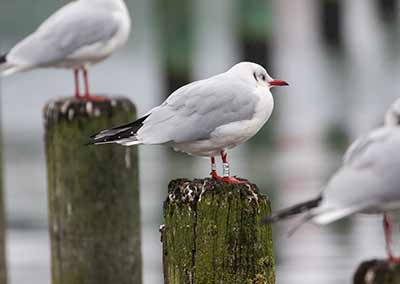Black-headed Gull (Chroicocephalus ridibundus) [Dragør, Denmark]