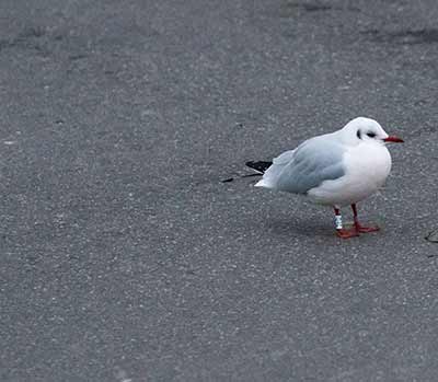 Black-headed Gull (Chroicocephalus ridibundus) [Dragør, Denmark]