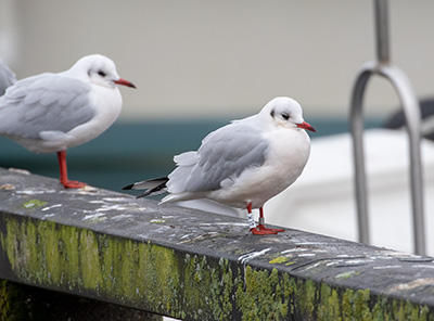 Black-headed Gull (Chroicocephalus ridibundus) [Dragør, Denmark]