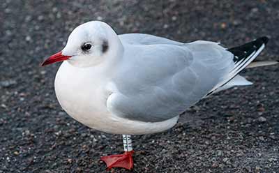 Black-headed Gull (Chroicocephalus ridibundus) [Dragør, Denmark]