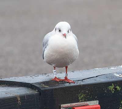 Black-headed Gull (Chroicocephalus ridibundus) [Dragør, Denmark]