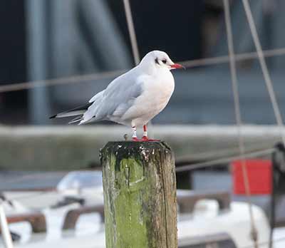 Black-headed Gull (Chroicocephalus ridibundus) [Dragør, Denmark]