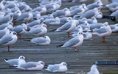Black-headed Gull (Chroicocephalus ridibundus) [Dragør, Denmark]