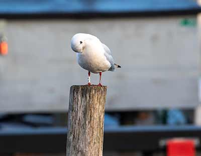 Black-headed Gull (Chroicocephalus ridibundus) [Dragør, Denmark]