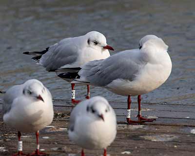 Black-headed Gull (Chroicocephalus ridibundus) [Dragør, Denmark]