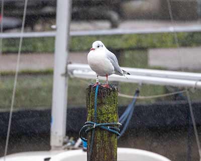 Black-headed Gull (Chroicocephalus ridibundus) [Dragør, Denmark]