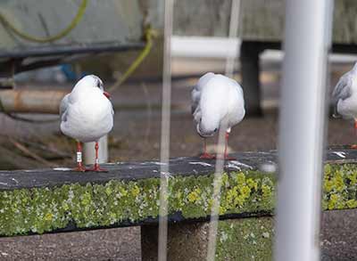 Black-headed Gull (Chroicocephalus ridibundus) [Dragør, Denmark]