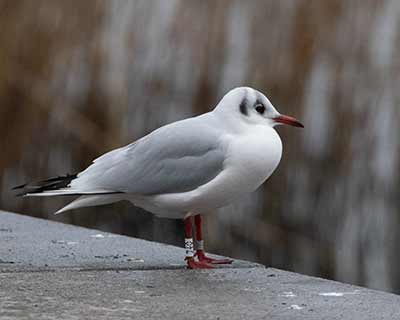 Black-headed Gull (Chroicocephalus ridibundus) [Søerne (København), Denmark]