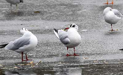 Black-headed Gull (Chroicocephalus ridibundus) [Søerne (København), Denmark]