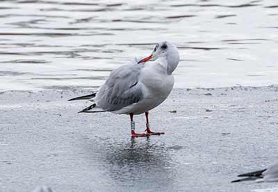 Black-headed Gull (Chroicocephalus ridibundus) [Søerne (København), Denmark]