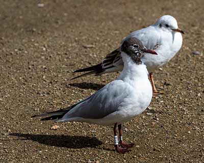 Black-headed Gull (Chroicocephalus ridibundus) [Christianshavns vold og voldgrav, Denmark]