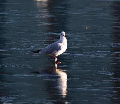 Black-headed Gull (Chroicocephalus ridibundus) [Søerne (København), Denmark]