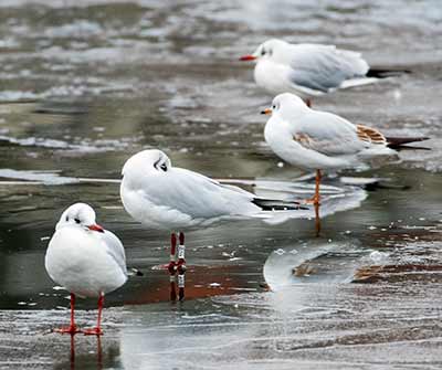 Black-headed Gull (Chroicocephalus ridibundus) [Søerne (København), Denmark]