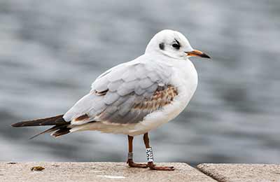 Black-headed Gull (Chroicocephalus ridibundus) [Søerne (København), Denmark]