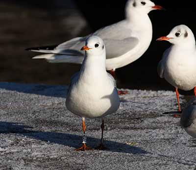 Black-headed Gull (Chroicocephalus ridibundus) [Søerne (København), Denmark]