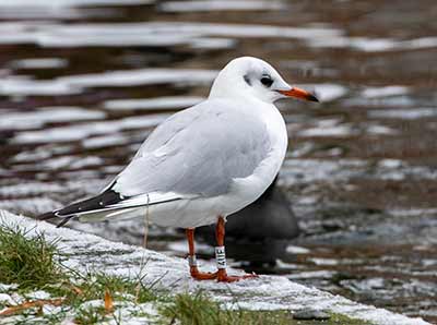 Black-headed Gull (Chroicocephalus ridibundus) [Søerne (København), Denmark]