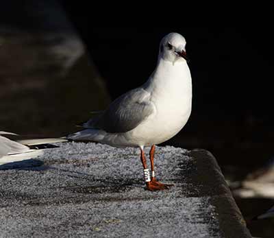 Black-headed Gull (Chroicocephalus ridibundus) [Søerne (København), Denmark]