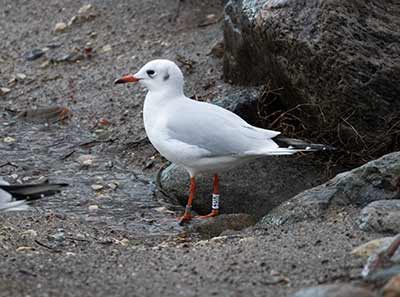 Black-headed Gull (Chroicocephalus ridibundus) [Christianshavns vold og voldgrav, Denmark]