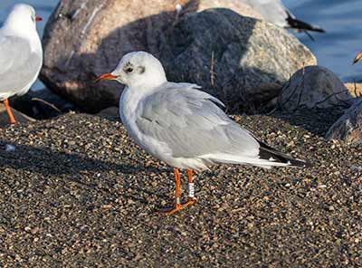 Black-headed Gull (Chroicocephalus ridibundus) [Christianshavns vold og voldgrav, Denmark]