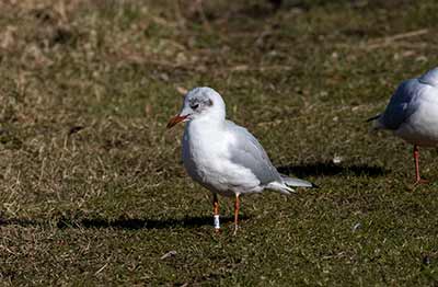 Black-headed Gull (Chroicocephalus ridibundus) [Christianshavns vold og voldgrav, Denmark]