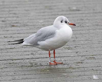 Black-headed Gull (Chroicocephalus ridibundus) [Søerne (København), Denmark]