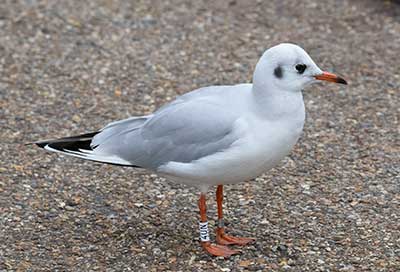 Black-headed Gull (Chroicocephalus ridibundus) [Søerne (København), Denmark]
