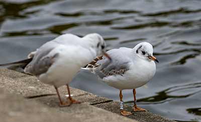 Black-headed Gull (Chroicocephalus ridibundus) [Søerne (København), Denmark]