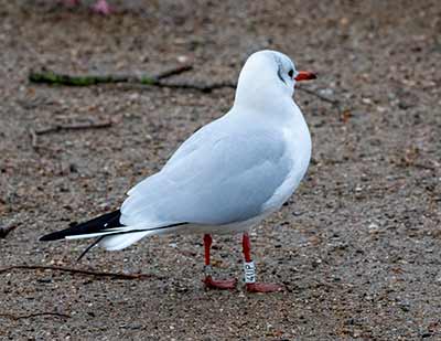 Black-headed Gull (Chroicocephalus ridibundus) [Christianshavns vold og voldgrav, Denmark]