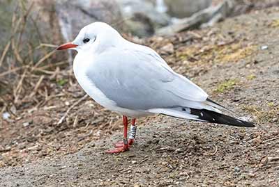 Black-headed Gull (Chroicocephalus ridibundus) [Christianshavns vold og voldgrav, Denmark]