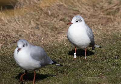 Black-headed Gull (Chroicocephalus ridibundus) [Christianshavns vold og voldgrav, Denmark]