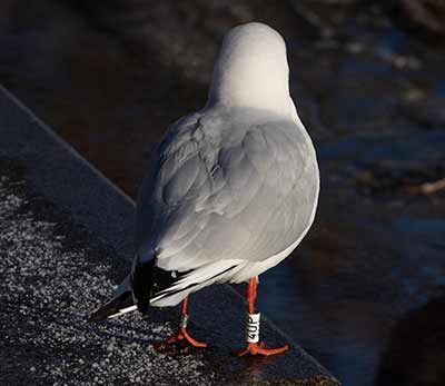 Black-headed Gull (Chroicocephalus ridibundus) [Søerne (København), Denmark]