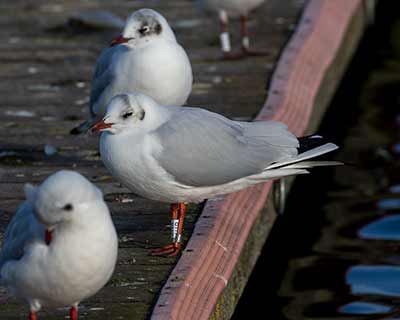 Black-headed Gull (Chroicocephalus ridibundus) [Søerne (København), Denmark]