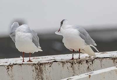 Black-headed Gull (Chroicocephalus ridibundus) [Søerne (København), Denmark]