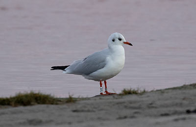 Black-headed Gull (Chroicocephalus ridibundus) [Amager Strandpark, Denmark]