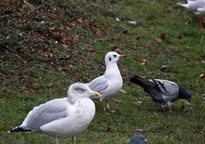 Black-headed Gull (Chroicocephalus ridibundus) [Christianshavns vold og voldgrav, Denmark]
