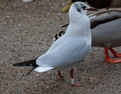 Black-headed Gull (Chroicocephalus ridibundus) [Christianshavns vold og voldgrav, Denmark]