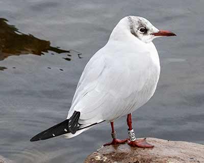 Black-headed Gull (Chroicocephalus ridibundus) [Christianshavns vold og voldgrav, Denmark]