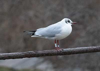 Black-headed Gull (Chroicocephalus ridibundus) [Christianshavns vold og voldgrav, Denmark]