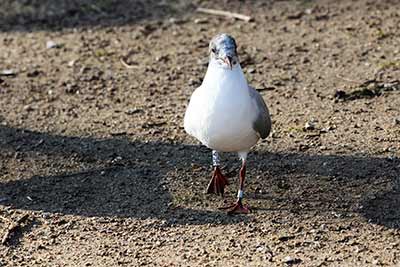 Black-headed Gull (Chroicocephalus ridibundus) [Christianshavns vold og voldgrav, Denmark]