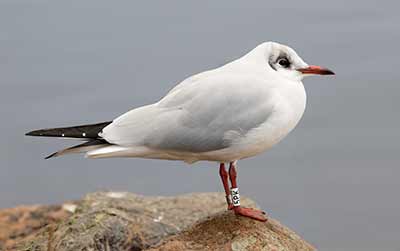 Black-headed Gull (Chroicocephalus ridibundus) [Christianshavns vold og voldgrav, Denmark]