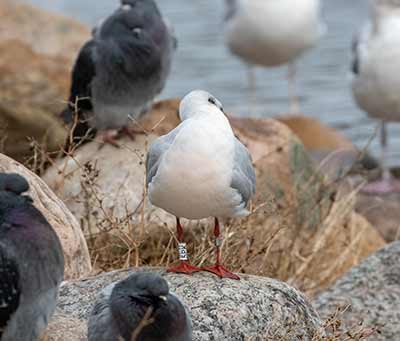 Black-headed Gull (Chroicocephalus ridibundus) [Christianshavns vold og voldgrav, Denmark]