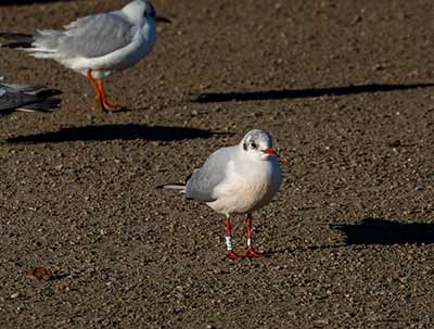 Black-headed Gull (Chroicocephalus ridibundus) [Christianshavns vold og voldgrav, Denmark]