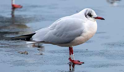 Black-headed Gull (Chroicocephalus ridibundus) [Christianshavns vold og voldgrav, Denmark]