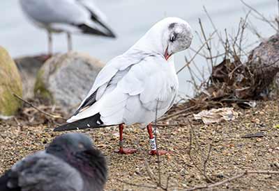 Black-headed Gull (Chroicocephalus ridibundus) [Christianshavns vold og voldgrav, Denmark]